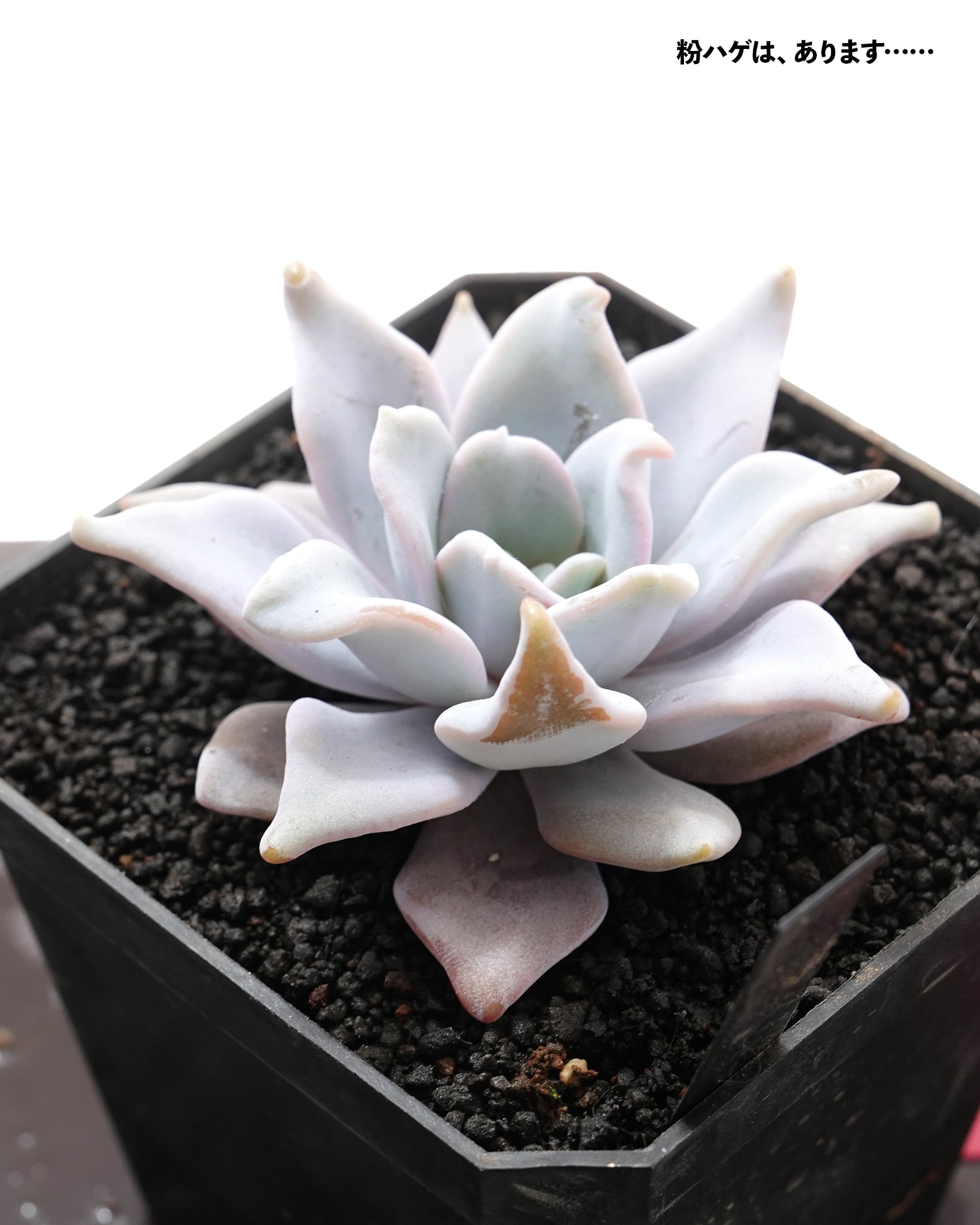 PREMIUM】 鉢植え クイーンクラウン Echeveria 'Queen Crown