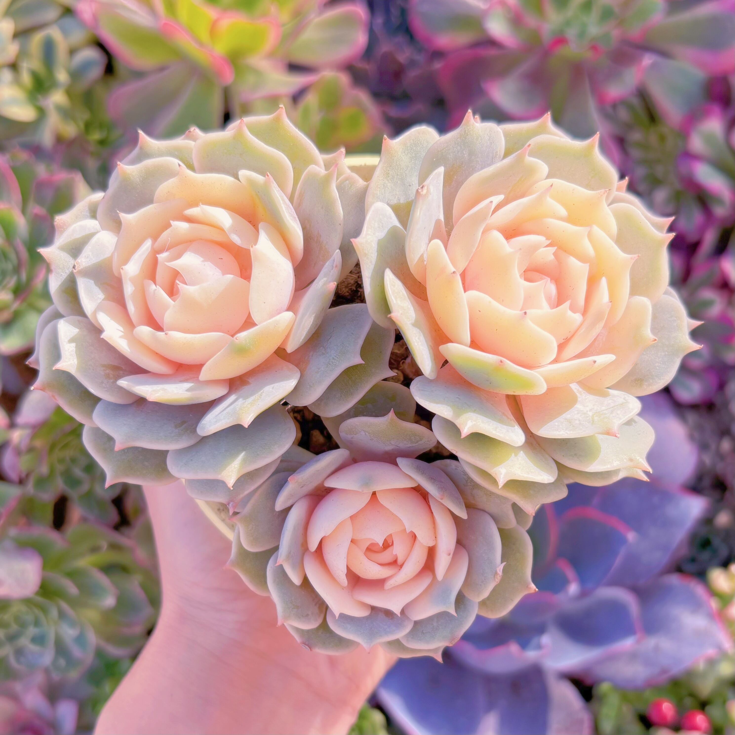 現品　ローラ錦#K019　群生　新入荷　るる農園