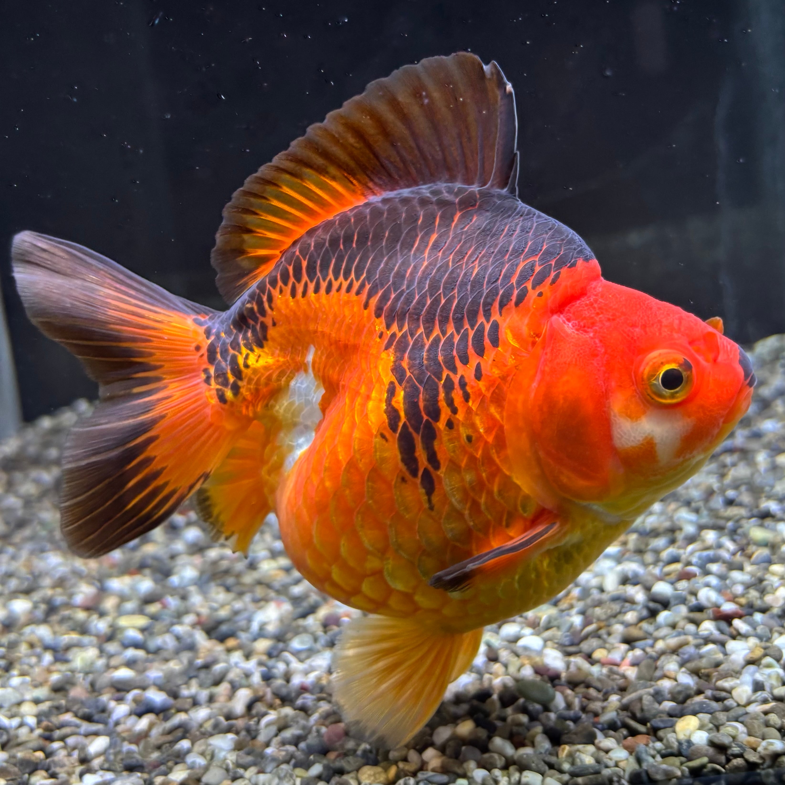 サービス品・特大上物・桜だるま琉金13cm前後(0419-4) 金魚 | だるま琉金