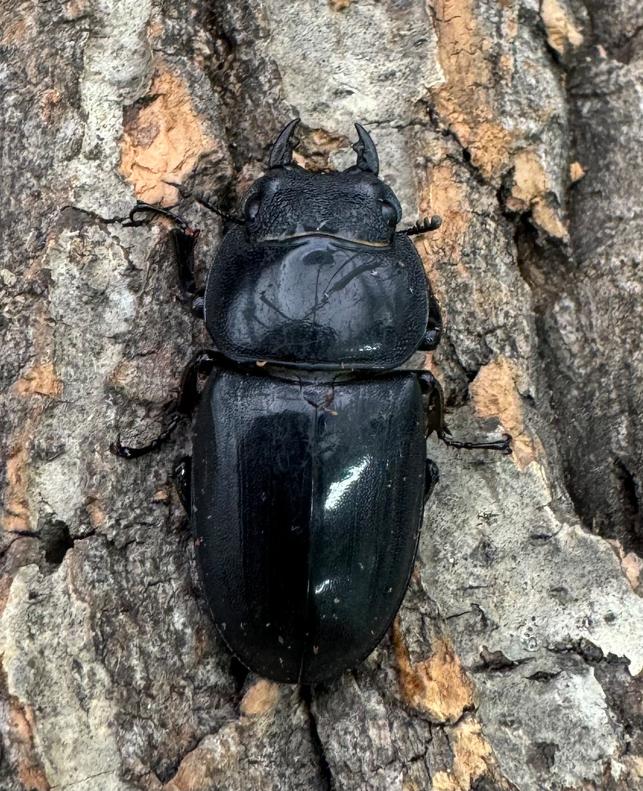 【WD】《サキシマヒラタクワガタ 与那国島産 52mm ペア》