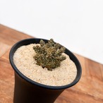 Euphorbia astrophora【ユーフォルビア・アストロフォラ】