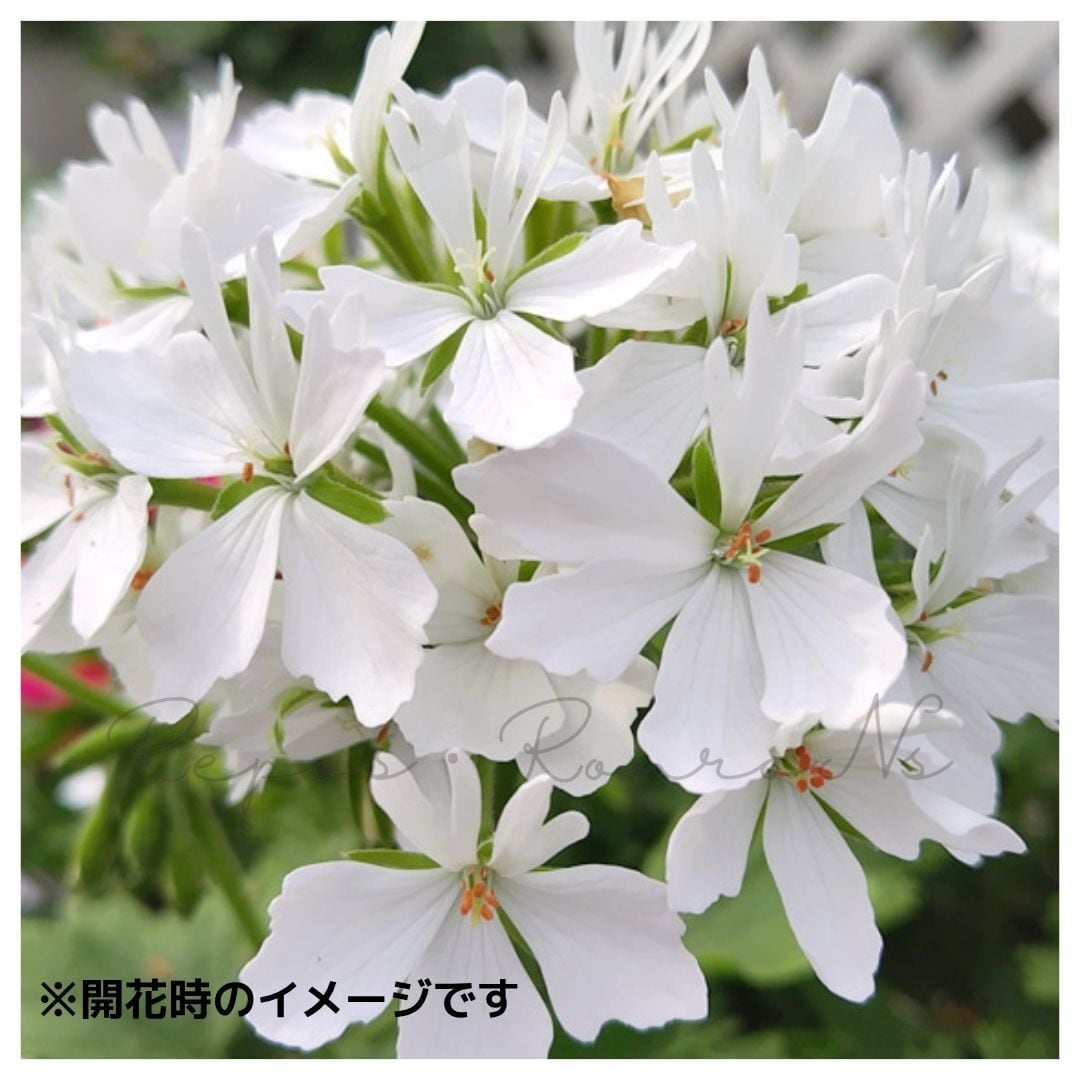 ゼラニウム img_cache_r_14568_c_1563296093