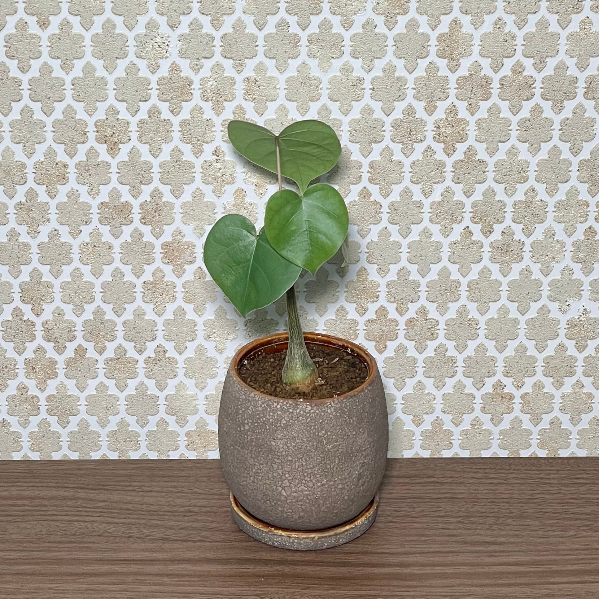 Bombax ボンバックス | 沙花 Safa Flowers | オンライン花屋
