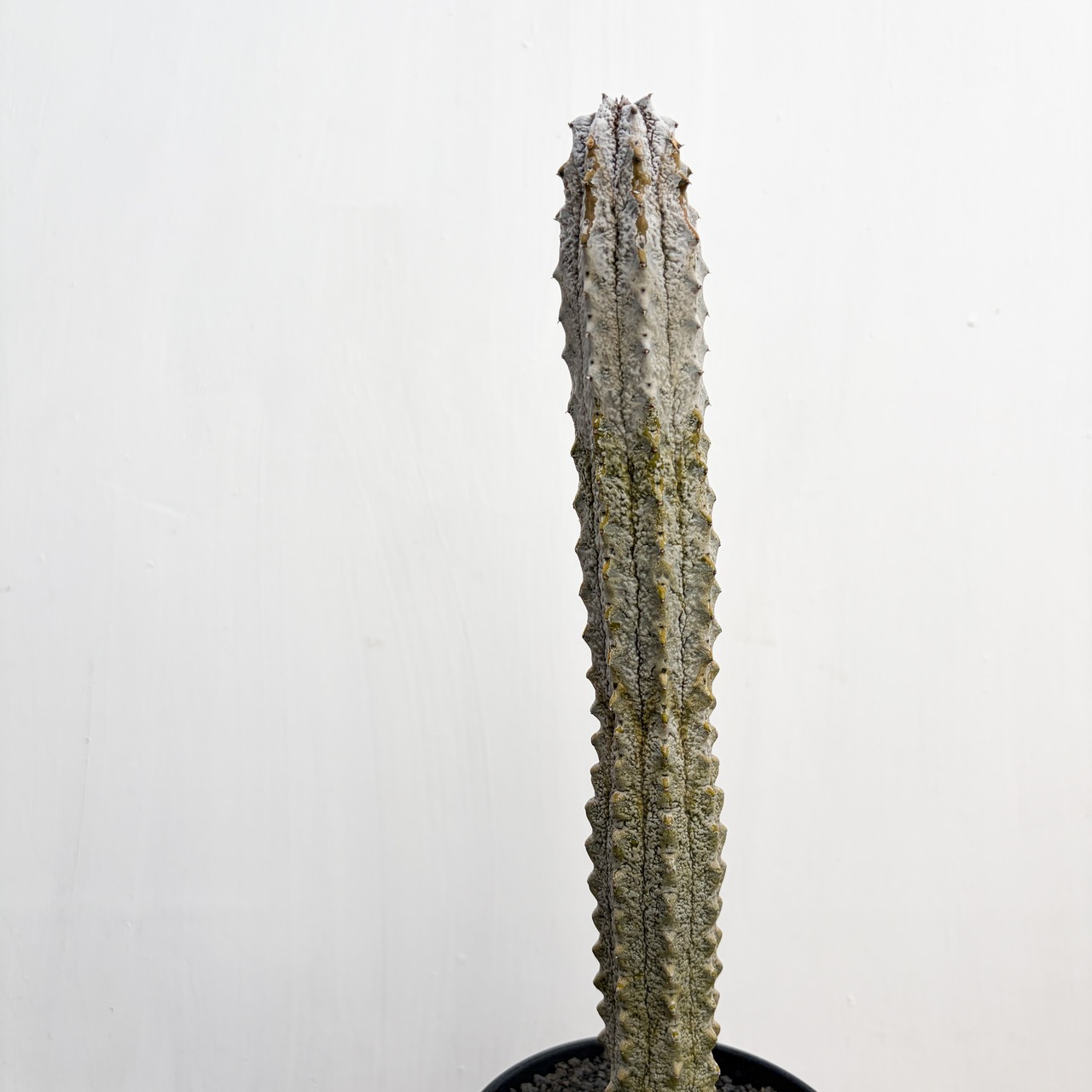 Euphorbia abdelkuri【ユーフォルビア・アブデルクリ】