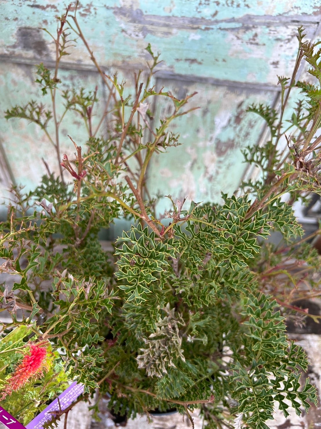 グレビレア　グレープ　　希少　発根済み　α グレビレア グレープ① | 沼ノ上農園