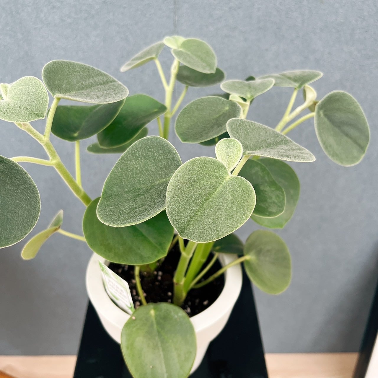 現品］【希少】♡かわいい♡ 1番 ペペロミア ホバリア 5号 観葉植物