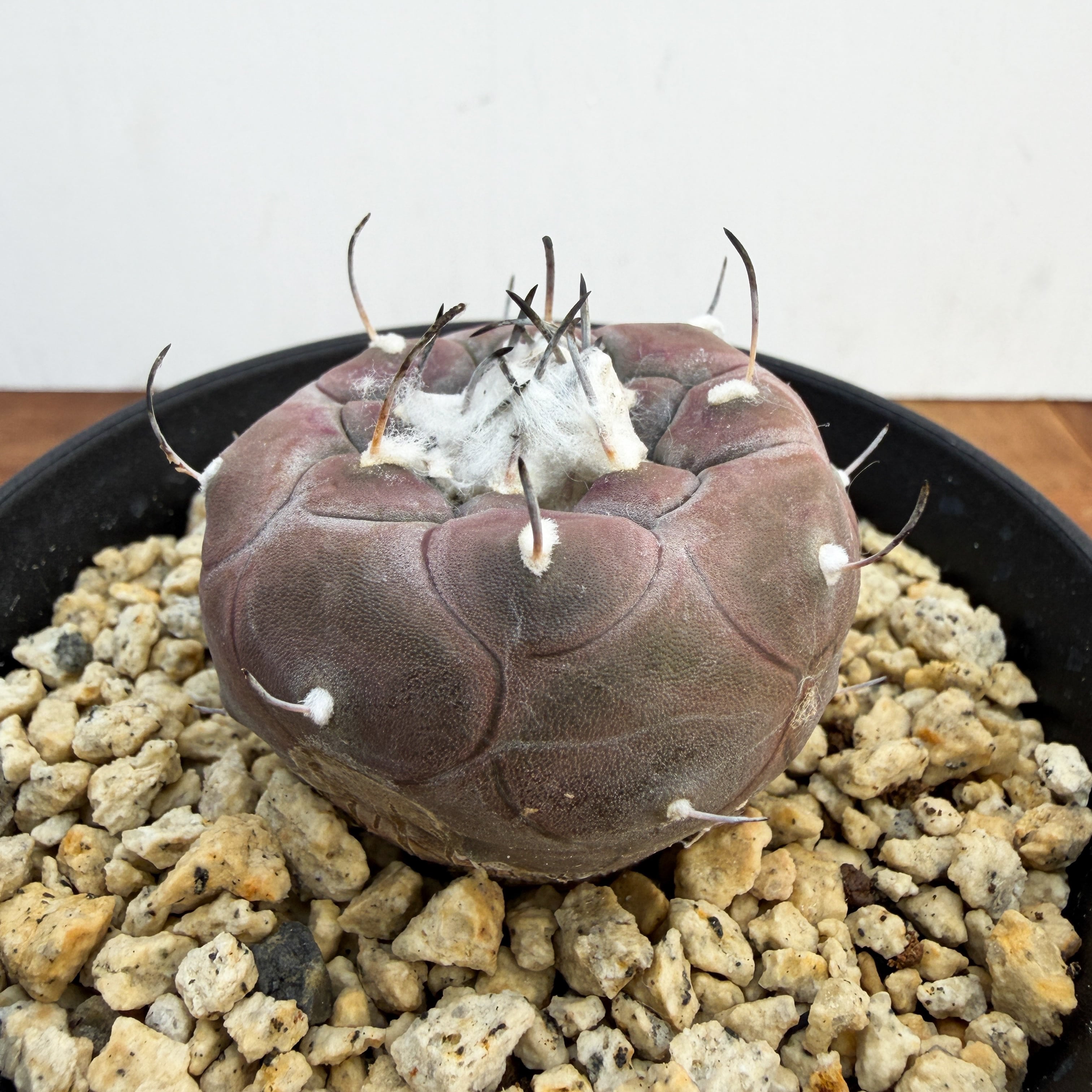 Turbinicarpus jauernigii【ツルビニカルプス・ハウエルニギー