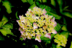 紫陽花（Hydrangea）2021-9