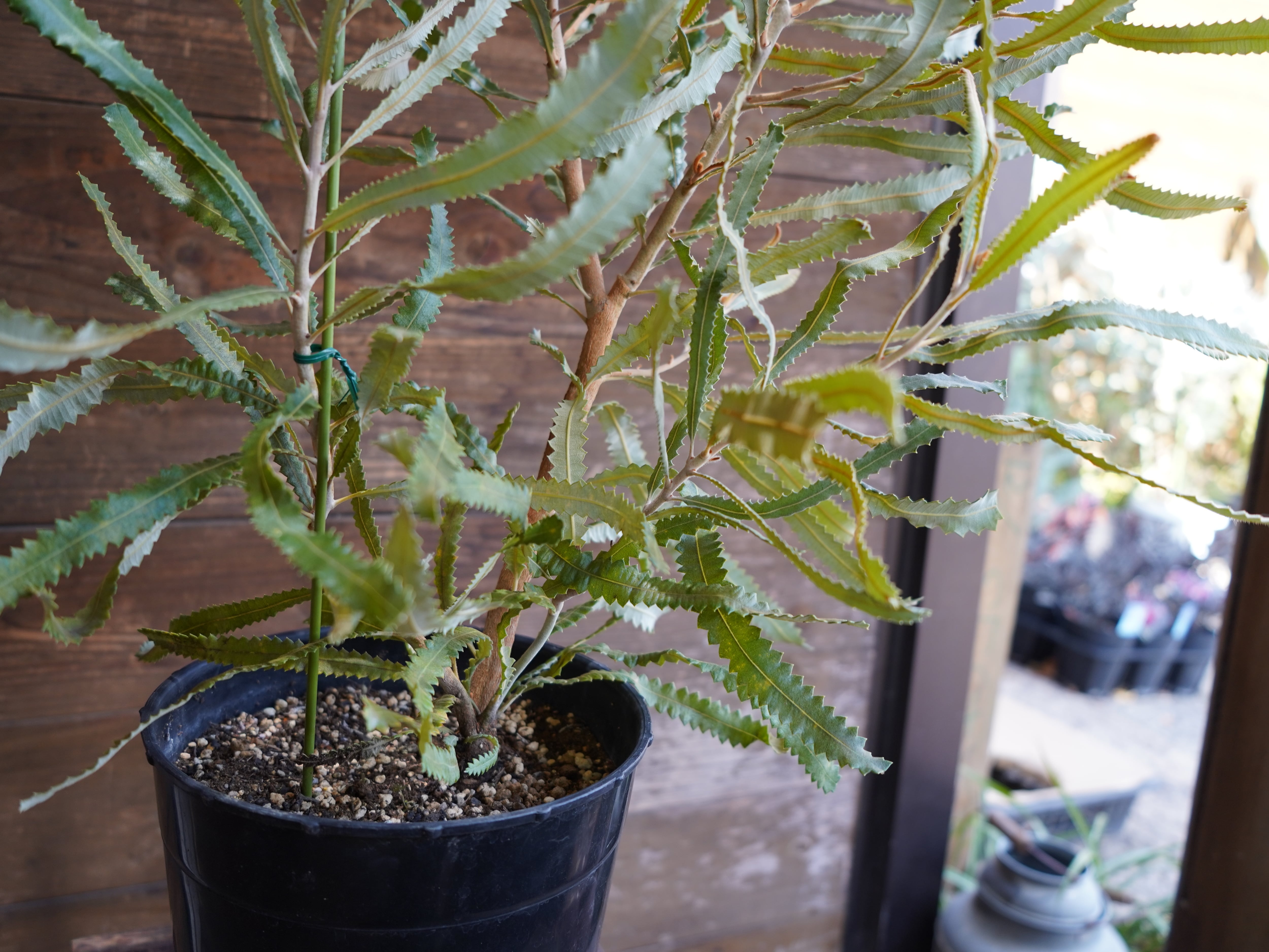 【現物】バンクシア　”メンジーシー”　