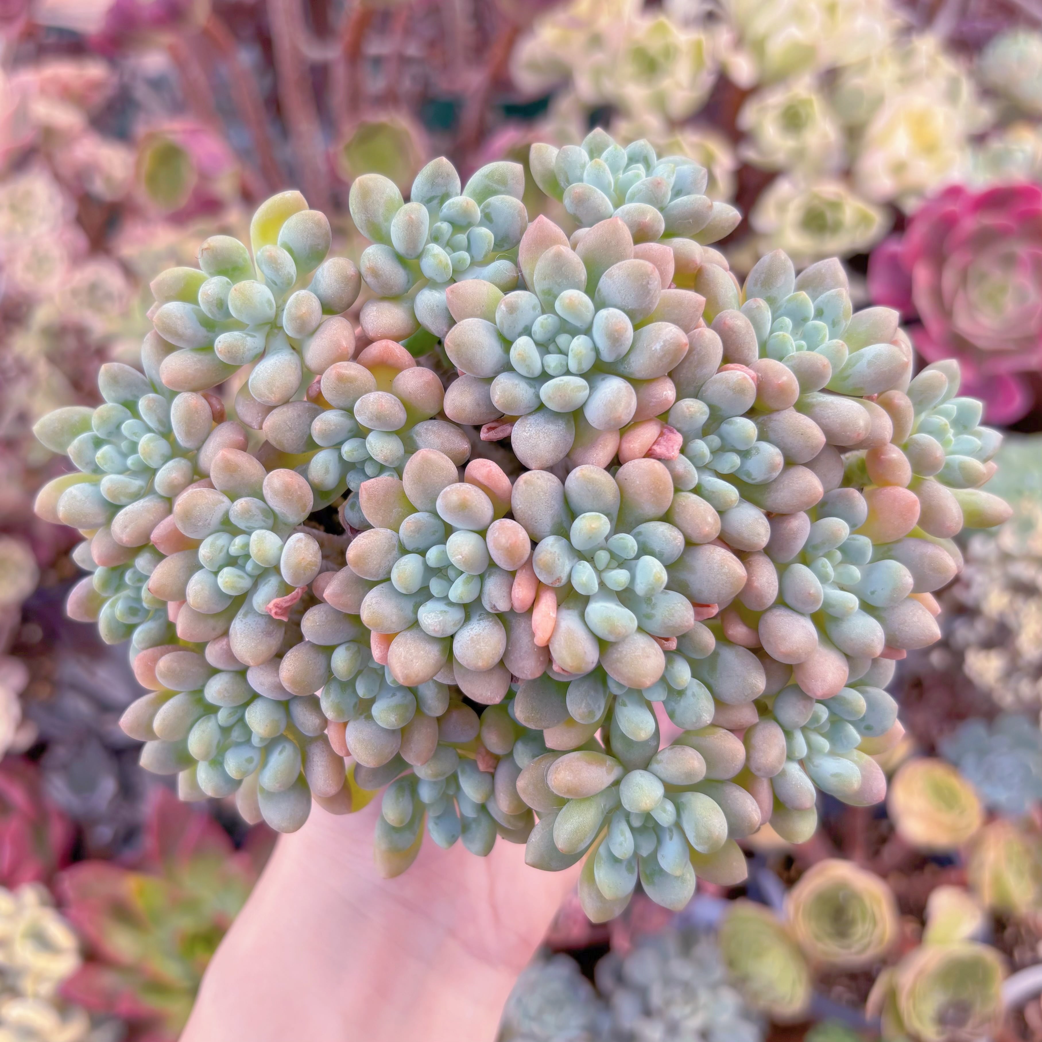 多肉植物　ロココ　大群生　新入荷　るる農園