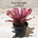 【送料無料】Neoregelia 'Levi's Red'〔ネオレゲリア〕現品発送N0136