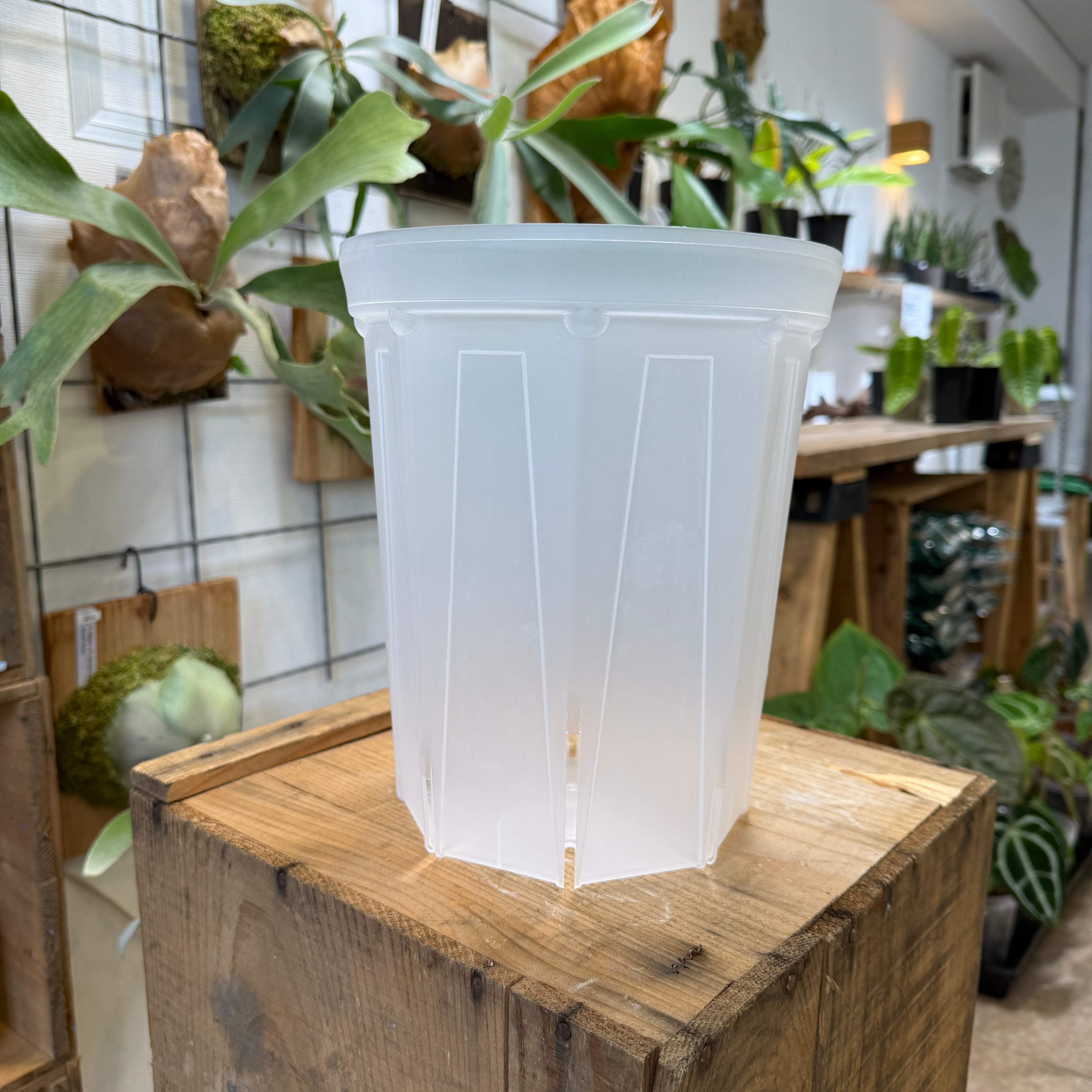 ネガミエル NEgamieru 透明鉢 7号 | plants here