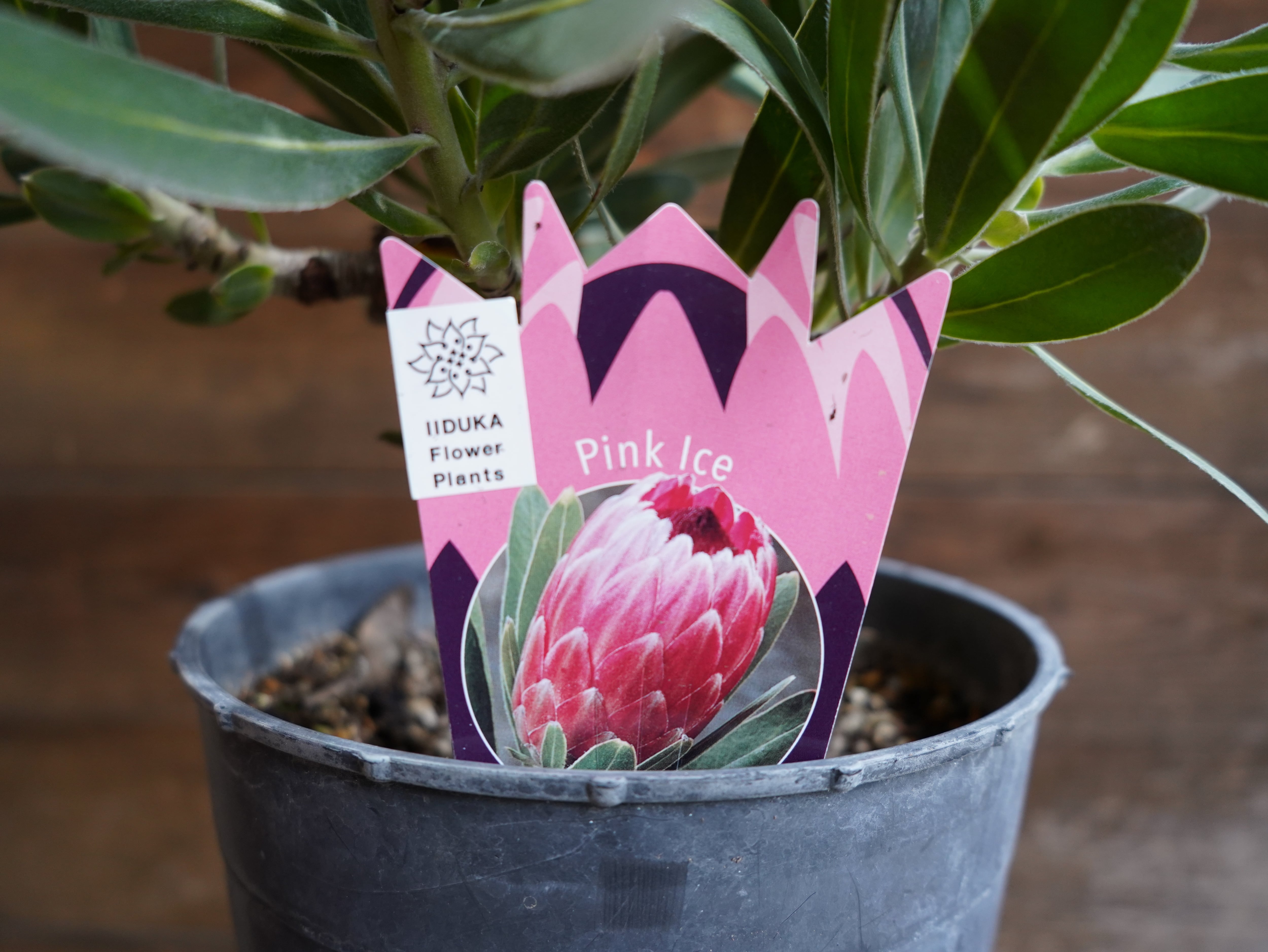 【現物】プロテア　”ピンクアイス”