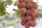 農園お任せ詰合せ２kg【合計3〜5房】
