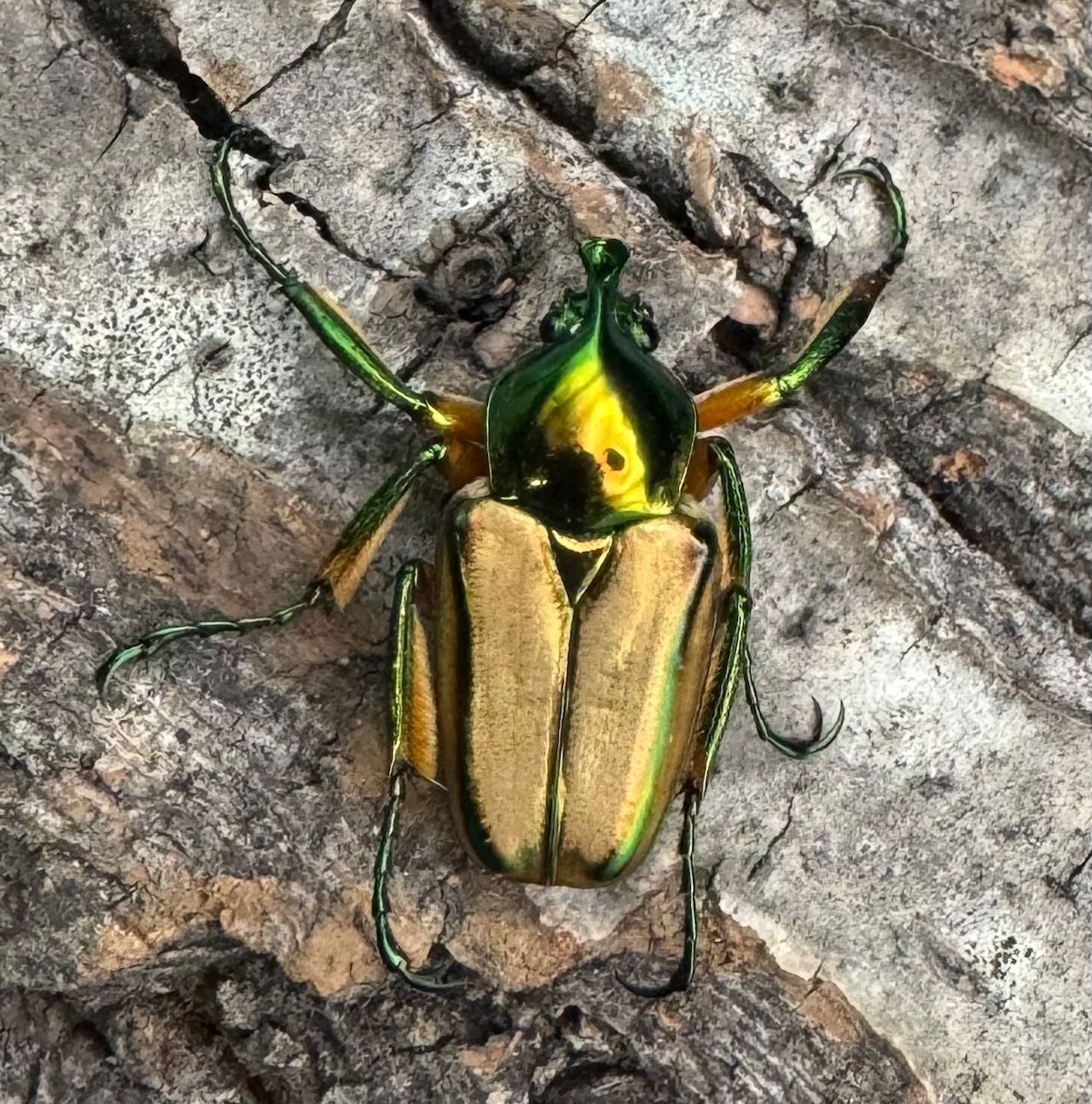 【WD】《ルマウィンヒメカブトハナムグリ ペア》