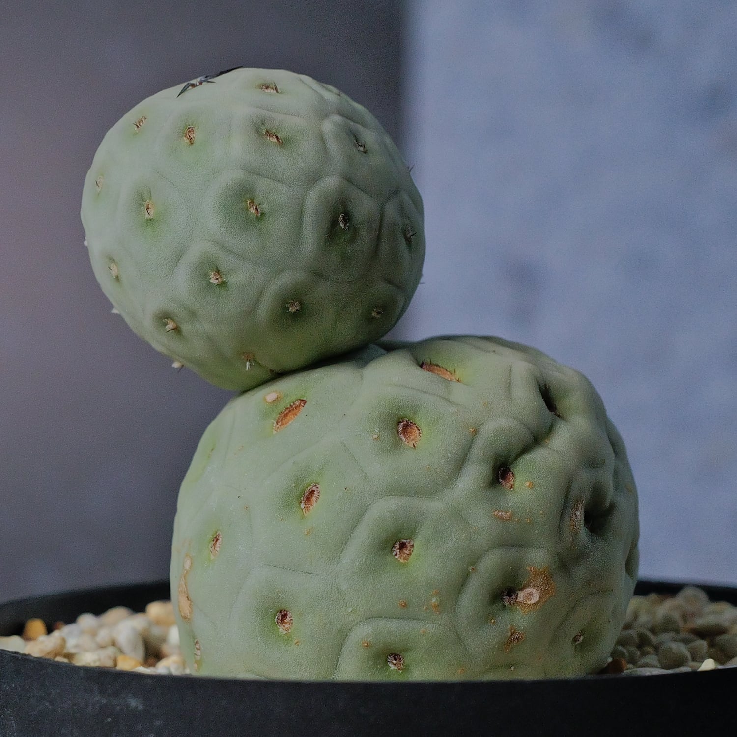 大球 5cm 2球 ダブル テフロカクタス ゲオメトリクス