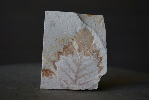 ハンガリー産木の葉化石 Leaf Fossil 1815