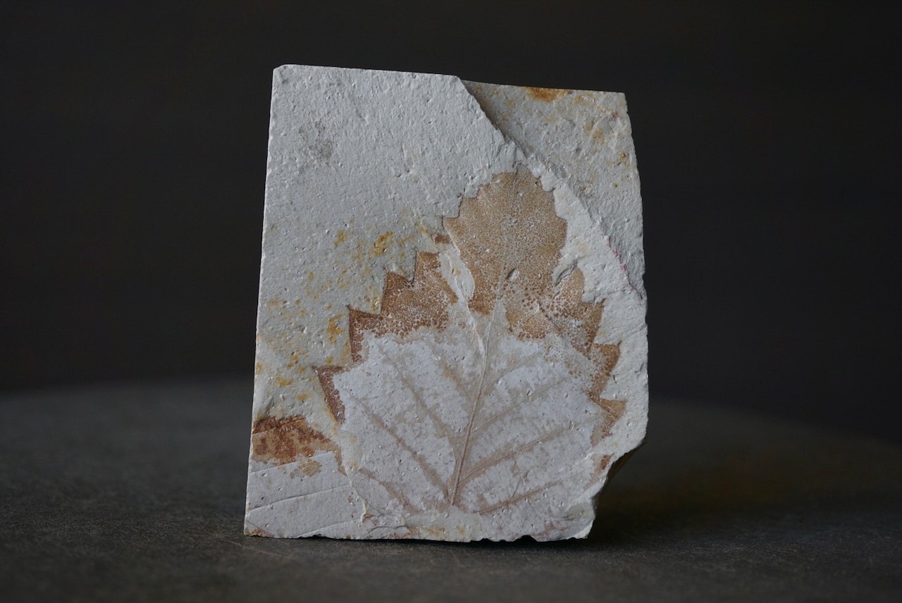 ハンガリー産木の葉化石 Leaf Fossil 1815