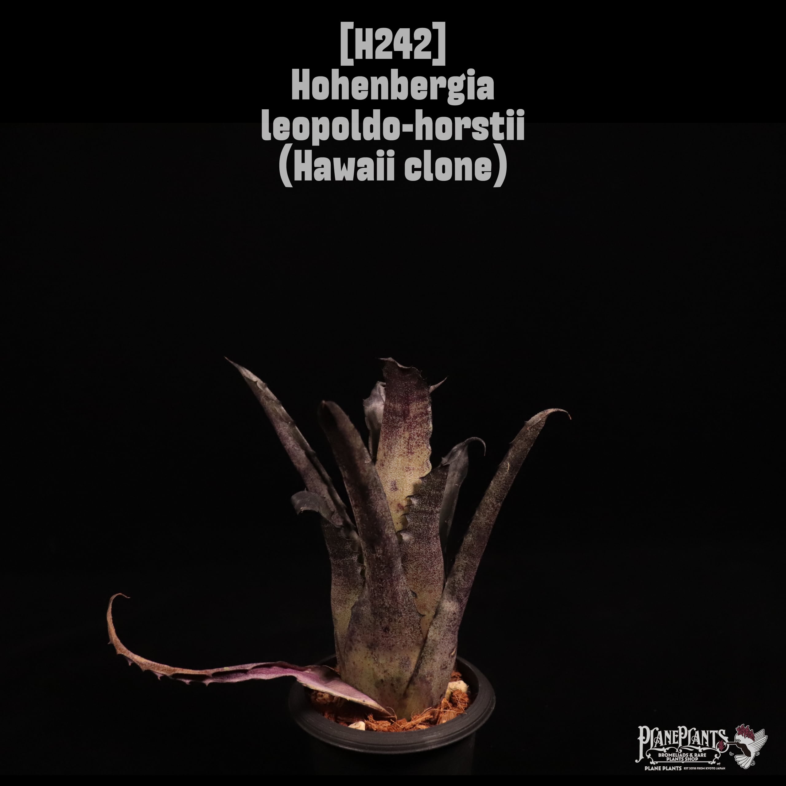 Hohenbergia leopoldo-horstii (Hawaii clone)〔ホヘンベルギア〕H242