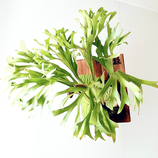 Platycerium ridleyi（ビカクシダ・リドレイ）板付け仕様 【現品販売】