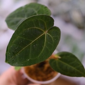 【希少】Anthurium Ace of Spades / アンスリウム エース オブ スペード⑤│観葉植物