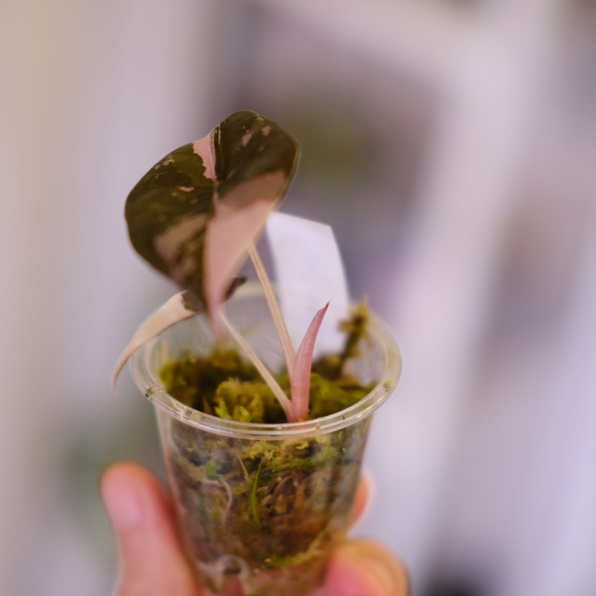 Alocasia chantrieri pink│アロカシア シャントリエリ ピンク⑧│観葉