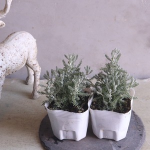 サントリナ　シルバーリーフ　寄せ植えにオススメ　