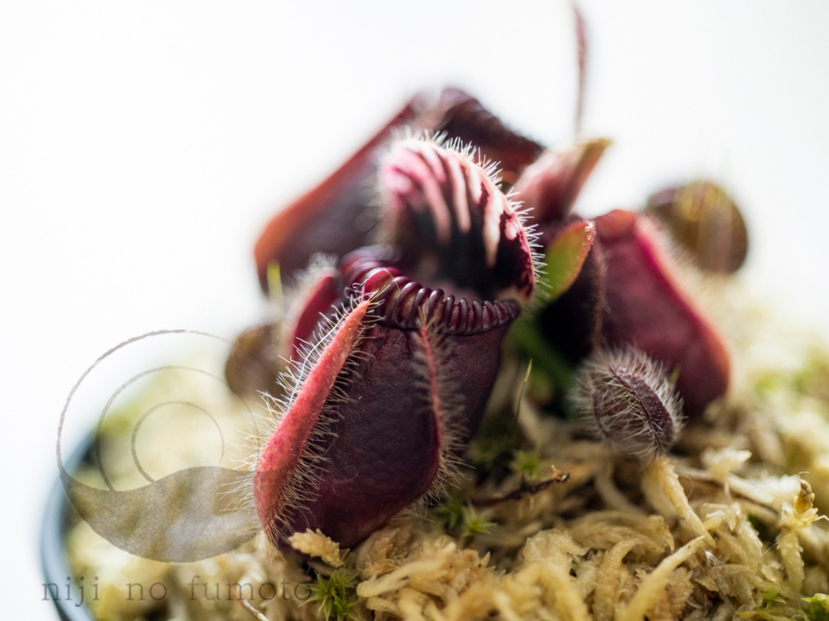 cephalotus follicularis 恵比寿 セファロタス Cephalotus ”Eden black 