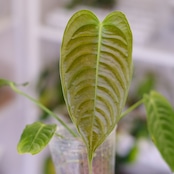 アンスリウム・ベイチー / Anthurium Veitchii / 観葉植物⑭