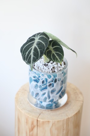 アロカシア ニンジャ/Alocasia reginula Ninja　※ガラスポット付き