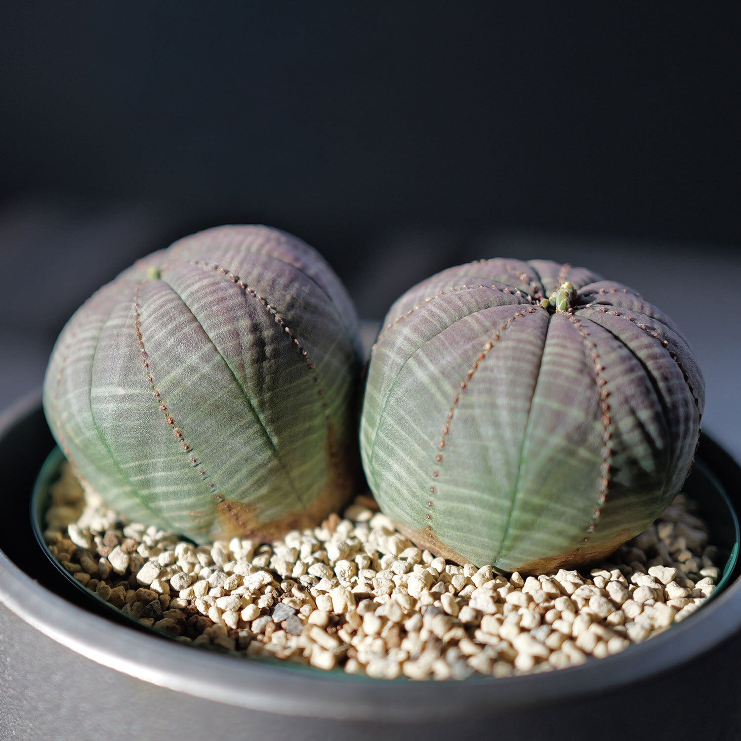 メス株【厳選株】大株 最大幅 約10.8cm ダブルヘッド オベサ