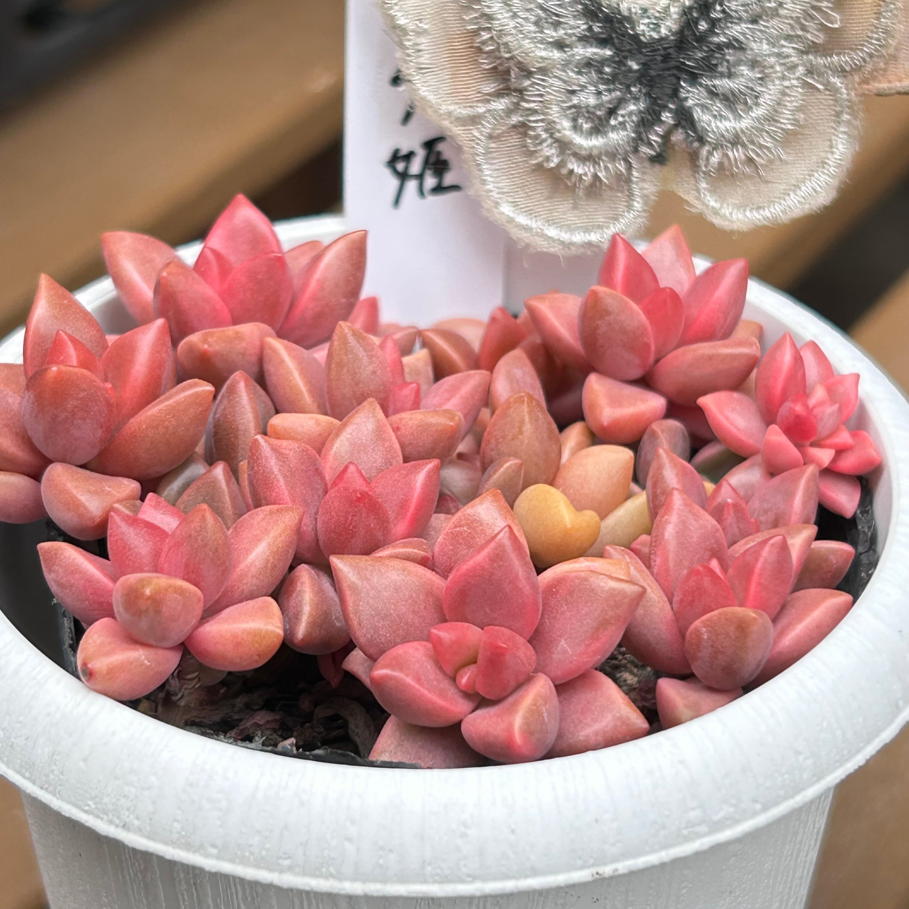 ピーチ姫 | RuPo 多肉植物専門店