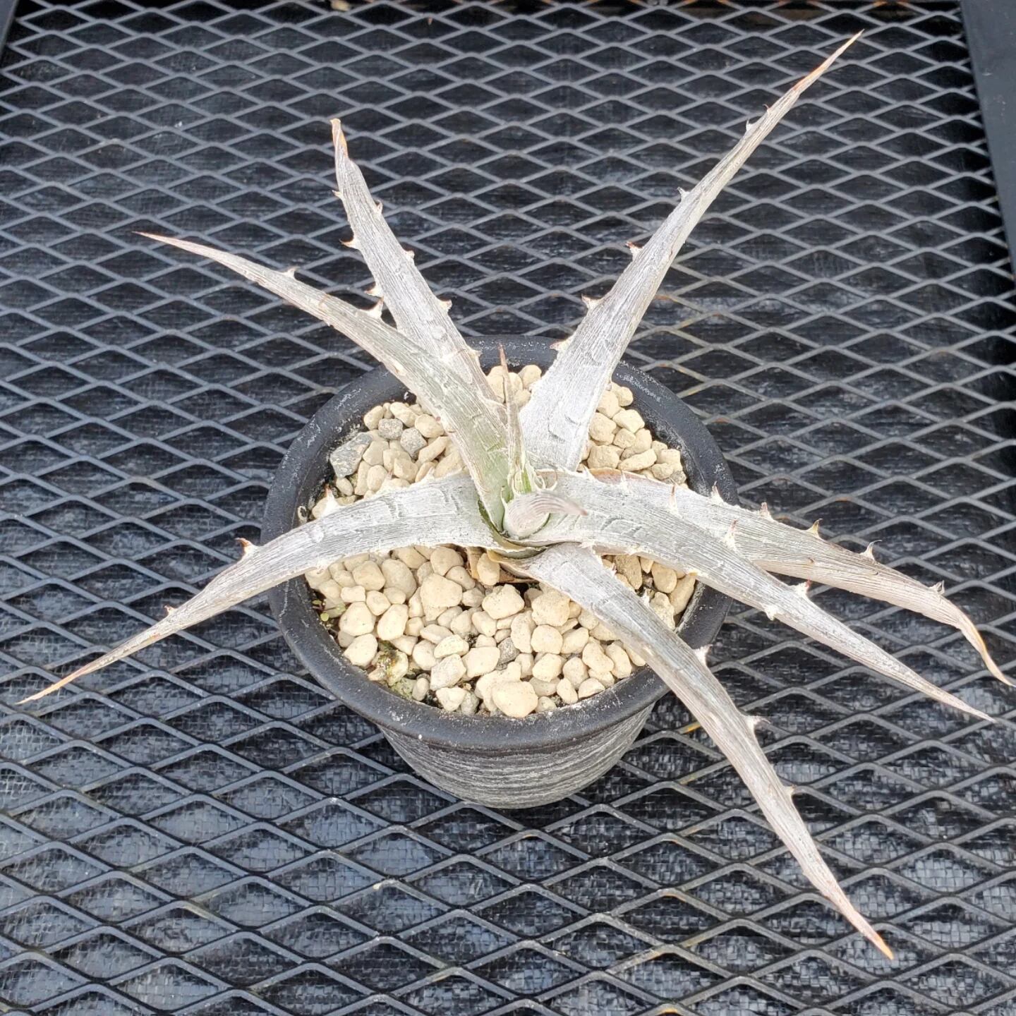 F00098_Dyckia magnifica Seedling（OPS）：ディッキア・マグニフィカ