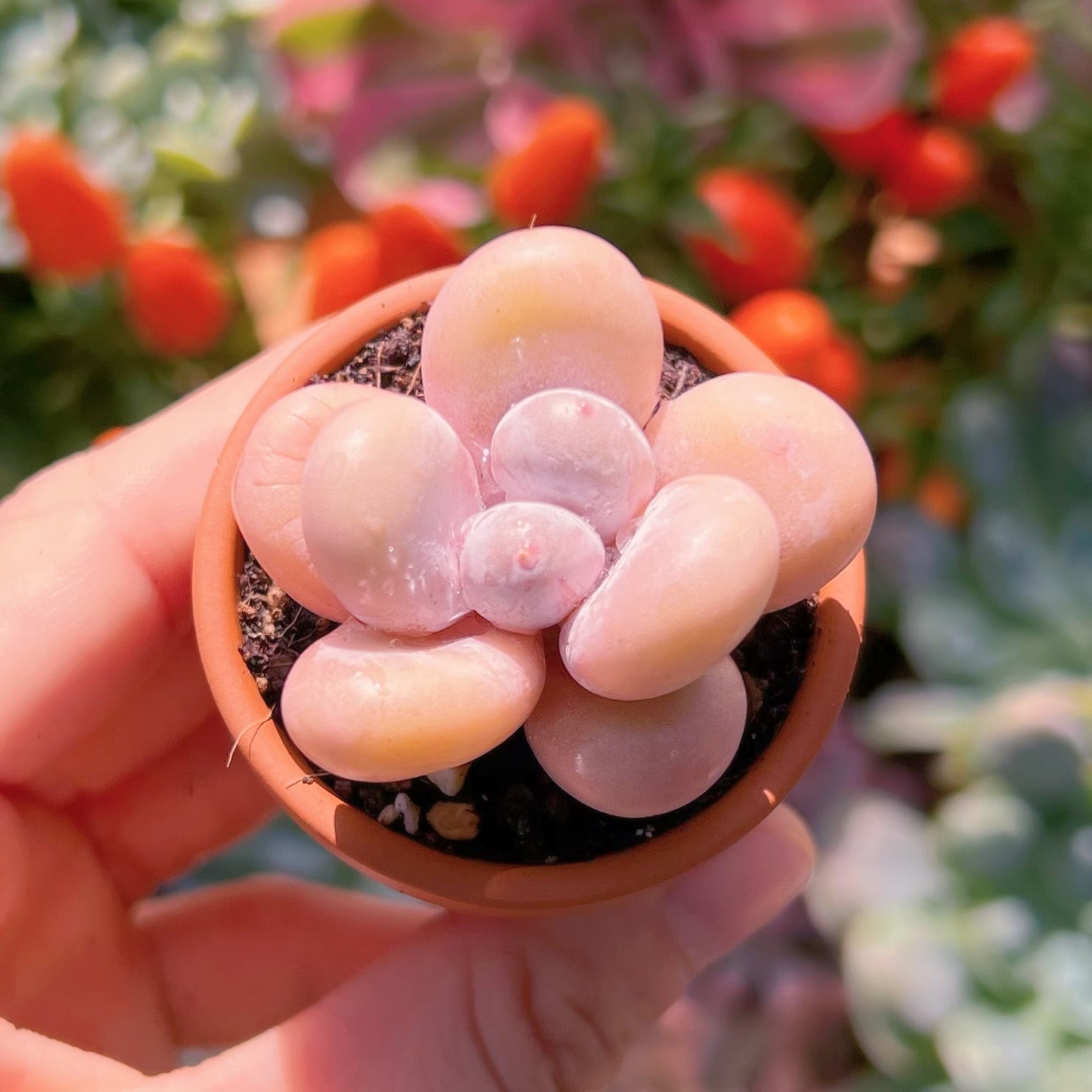 多肉植物 タマゴチーズ 新入荷 | るる農園~多肉植物専門