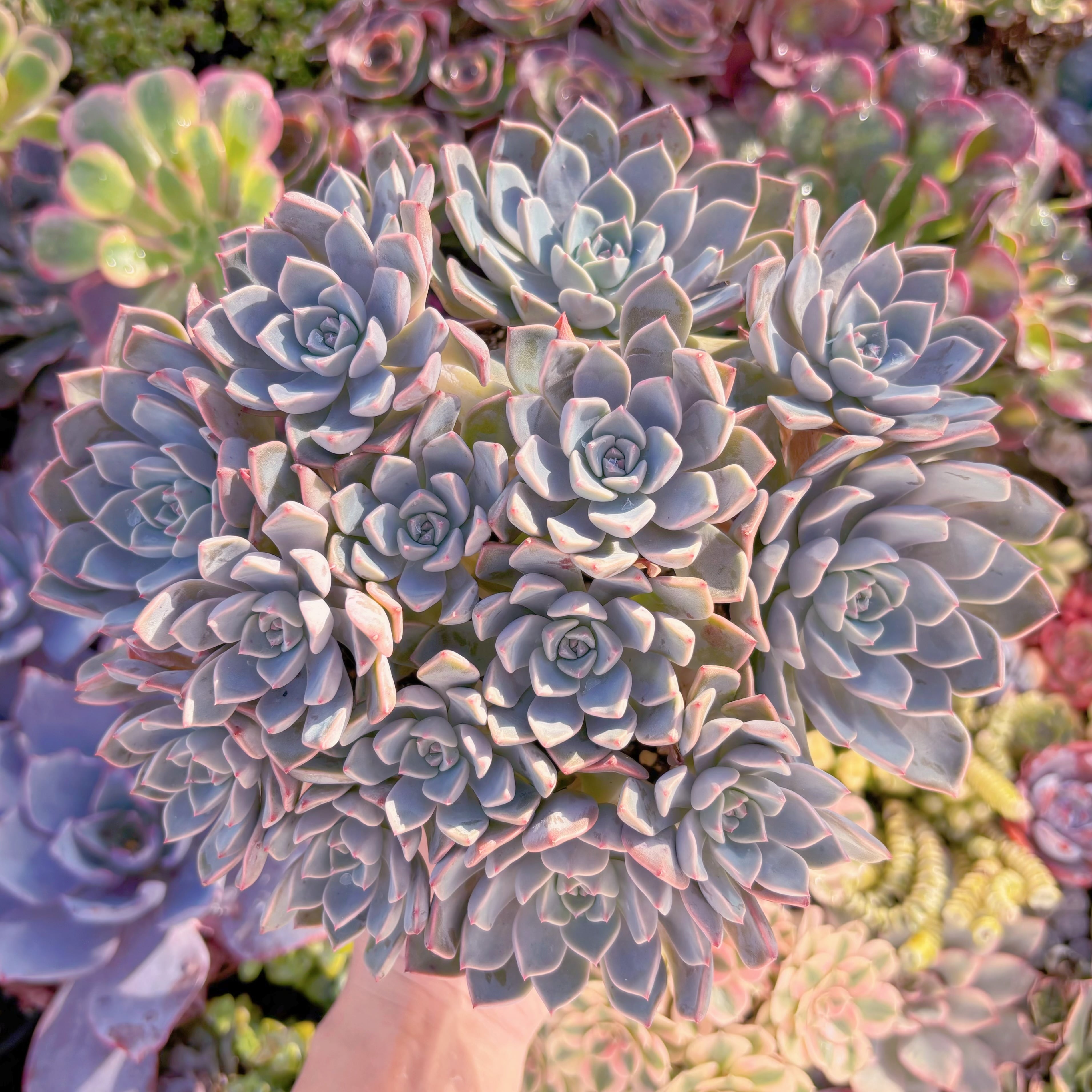 現品　Pretty in Pink#A044　特大群生　るる農園