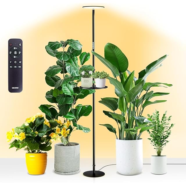 多肉植物 アエオニウム 孔雀白錦 レア #sb 5 | PAY ID
