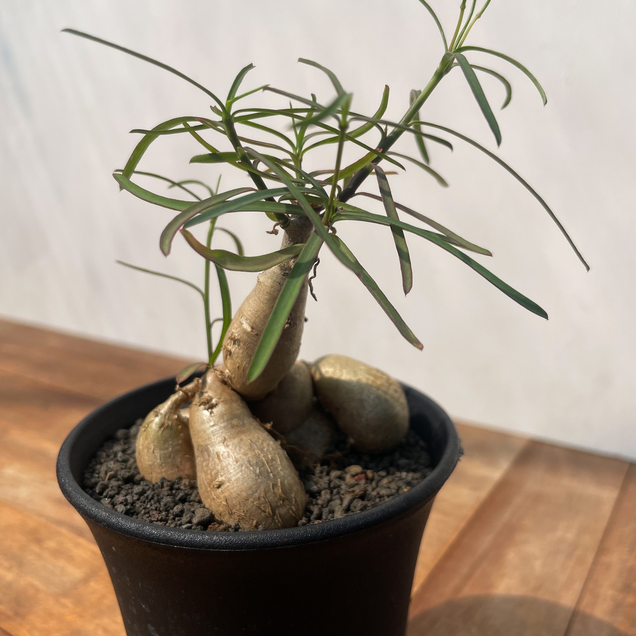 Euphorbia hedyotoides【ユーフォルビア・ヘディオトイデス】