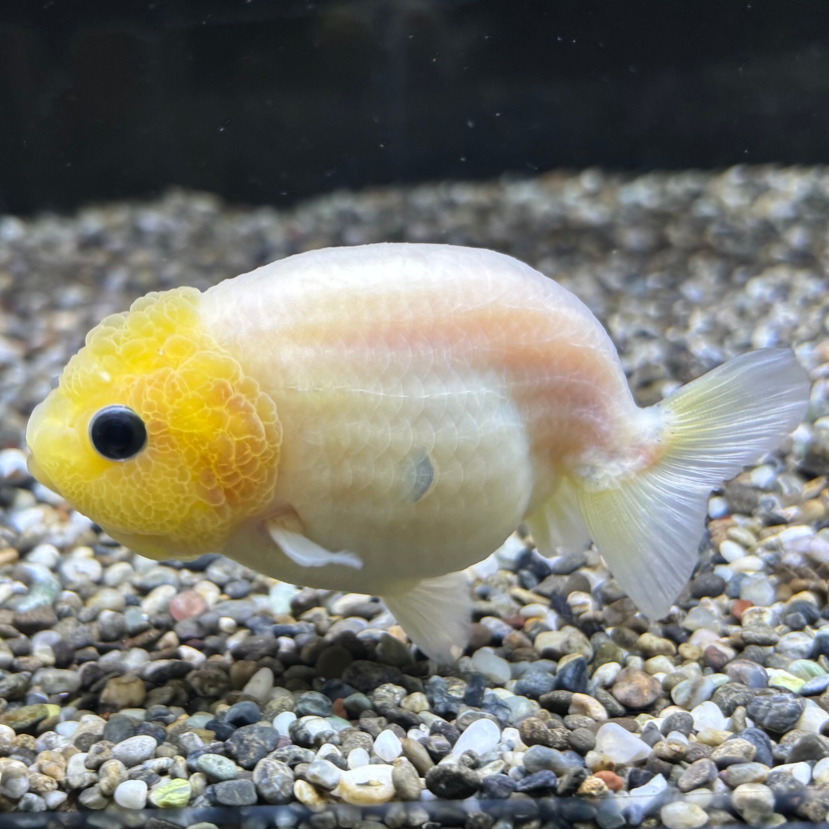 ⑥❣️蘭❣️Ｎｏ1235 琉球★大きめ超〜レア綺麗模様＆ラメ入り★10個 超オススメ‼️ 極上 だるま琉金 大きめ 中国産 16〜19cm 2/25(火