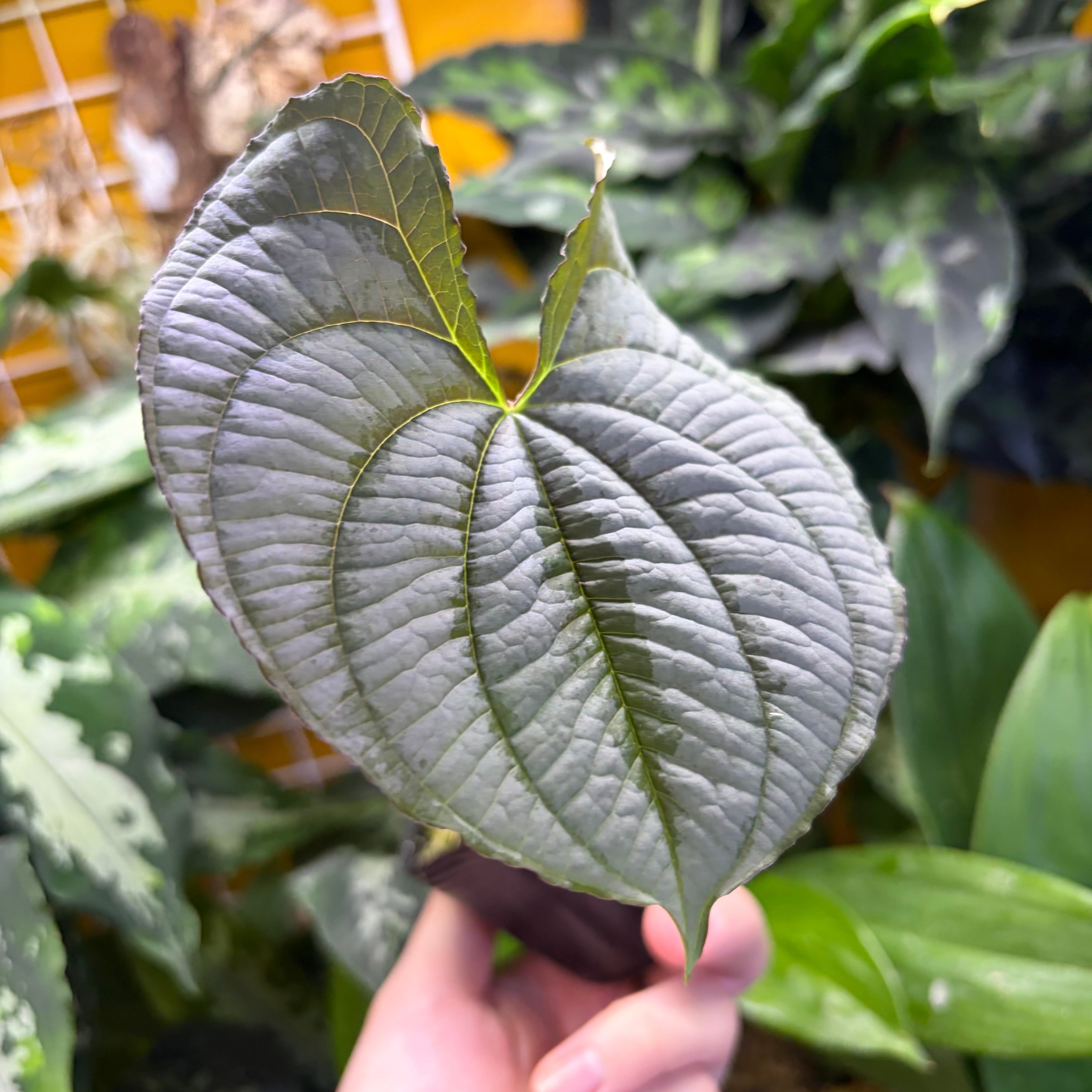 採取株 Dioscorea sp. Silver Leaf Chiang Mai【ZOE0825-14】 | 熱帯 採取株 Dioscorea sp. Silver Leaf Chiang Mai【ZOE0825-14】 | 熱帯