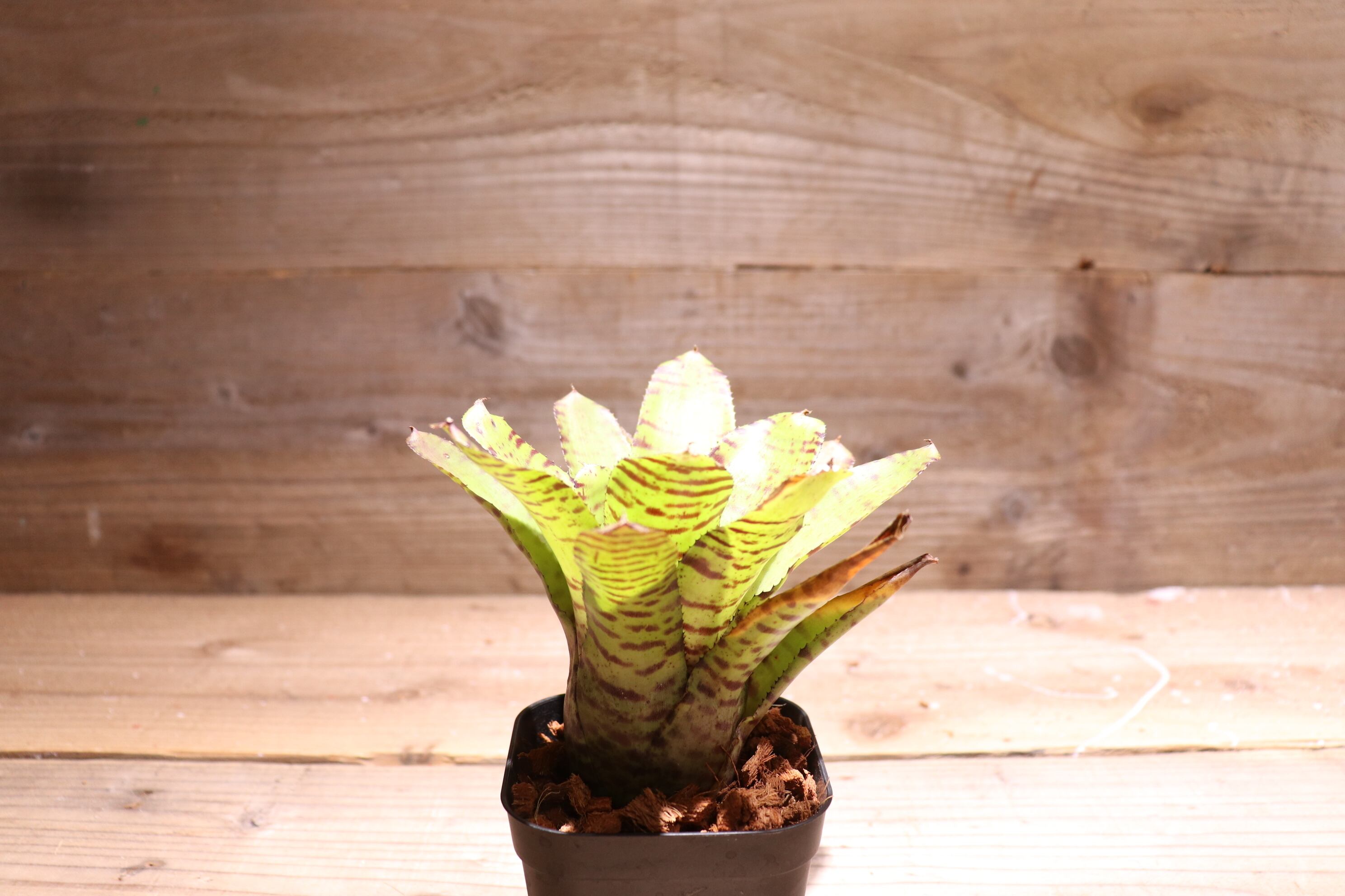 送料無料】Neoregelia 'Hannibal Lecter' x punctatissima 送料無料】Neoregelia 'Hannibal Lecter' x punctatissima