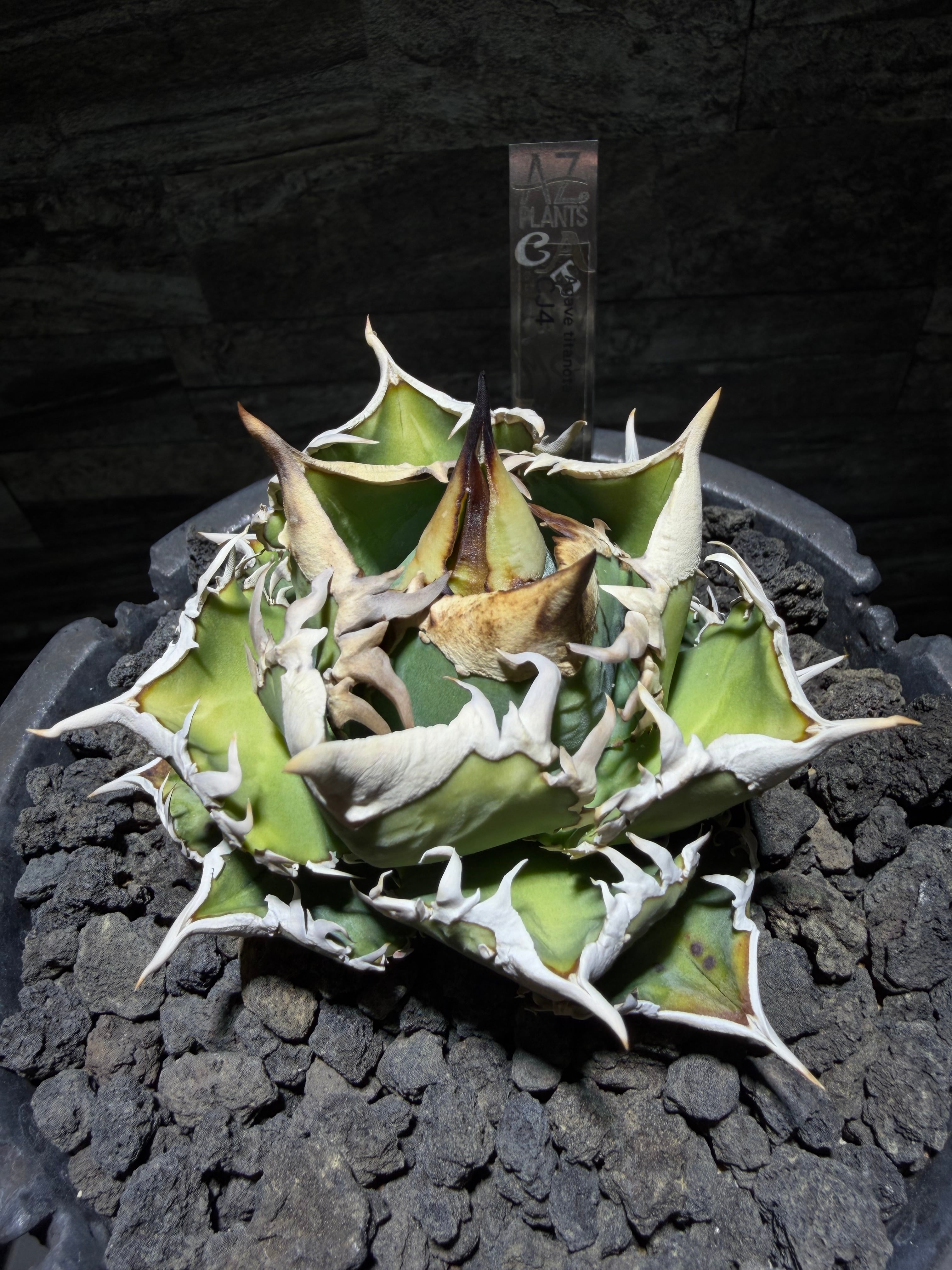 CJ4 子株② | AZ.PLANTS