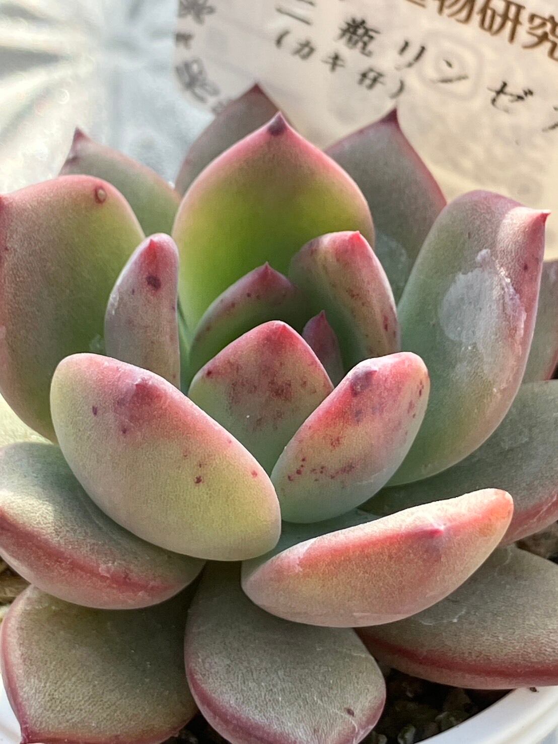 n*a様 ニヘイリンぜアナ(二瓶リンゼアナ) 札付き　鉢ごと発送 n*a様 ニヘイリンぜアナ(二瓶リンゼアナ) 札付き 鉢ごと発送