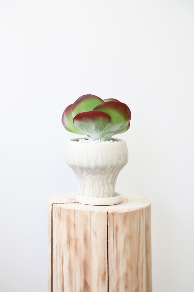 カランコエ デザートローズ/Kalanchoe Thyrsiflora Desert Rose　※陶器鉢付き  #水やり頻度が少ない
