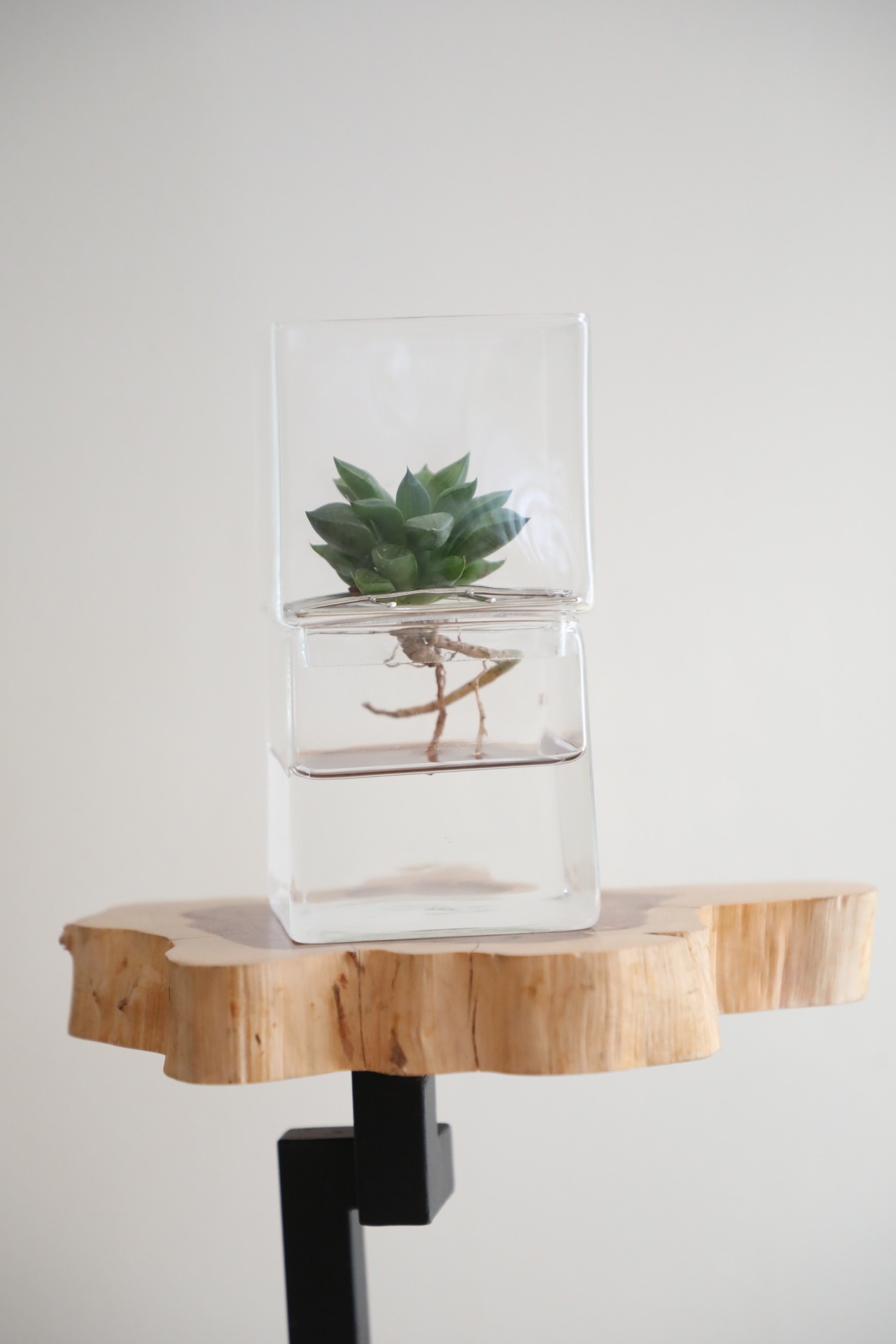 【S】ハオルチア グラシリス テネラ　※ハイドログラスポット付き