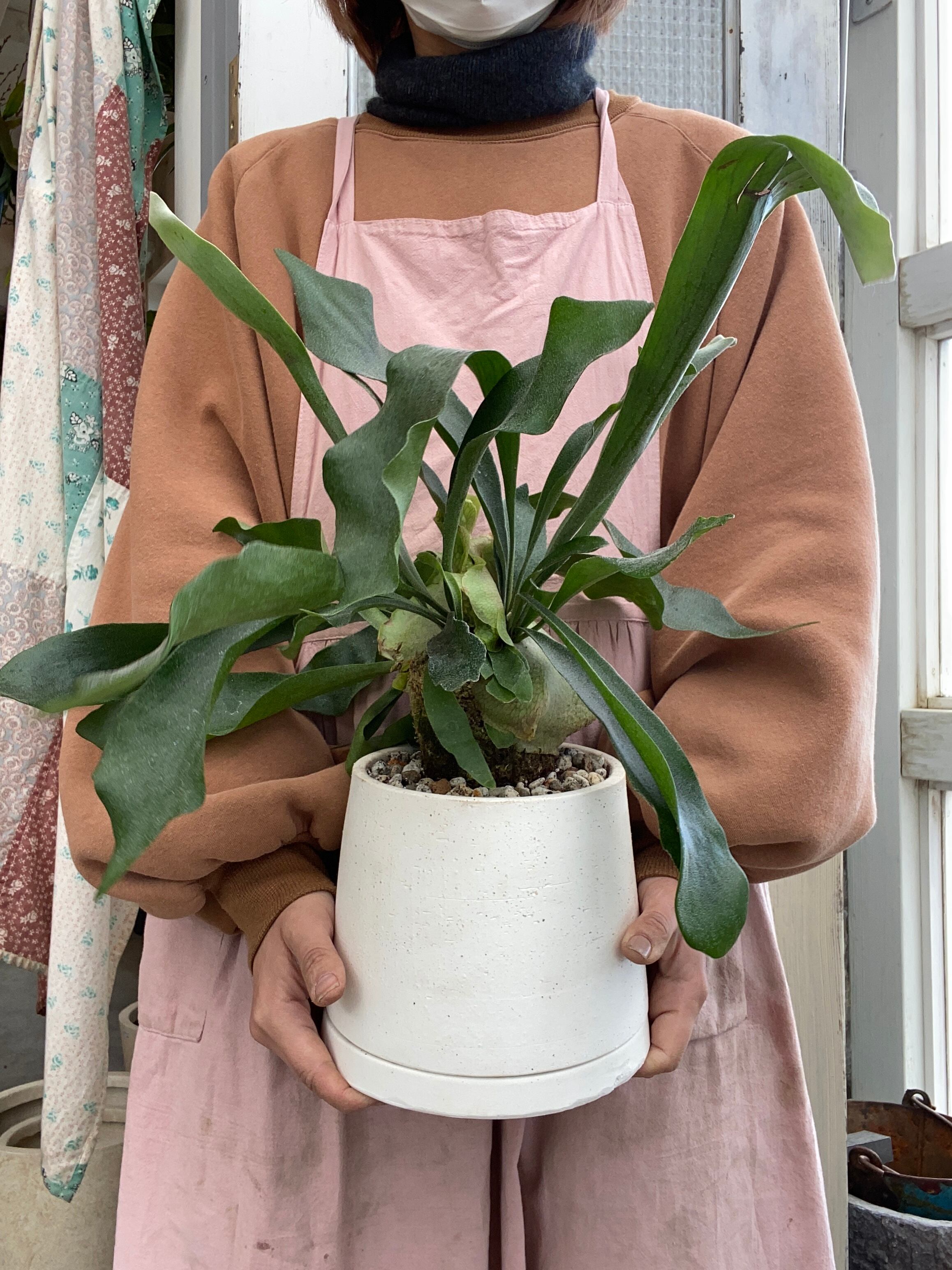 コウモリラン 鹿角シダ | flowershop entto&grim online