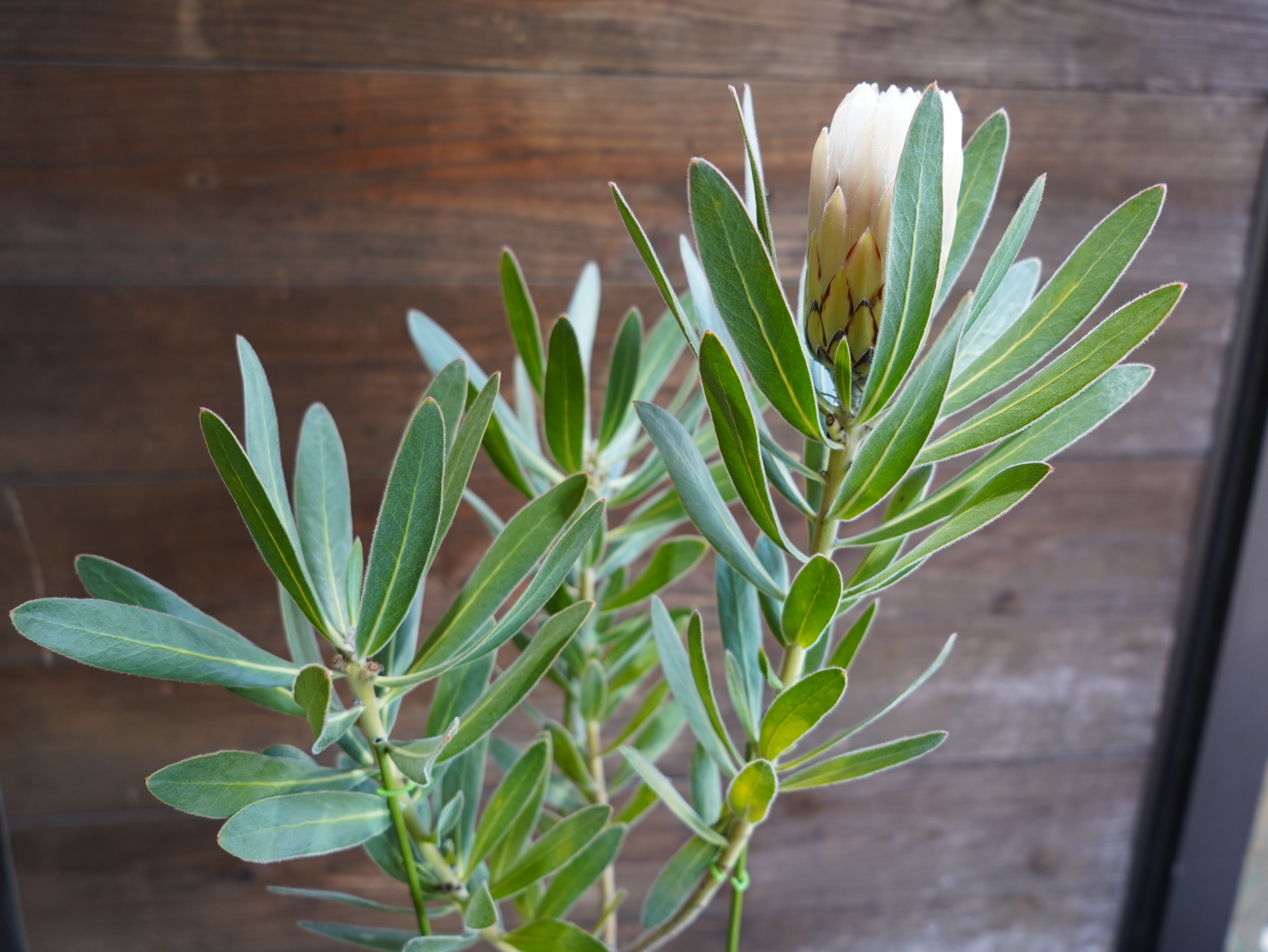 【現物】プロテア  "オーストラリスアイス"