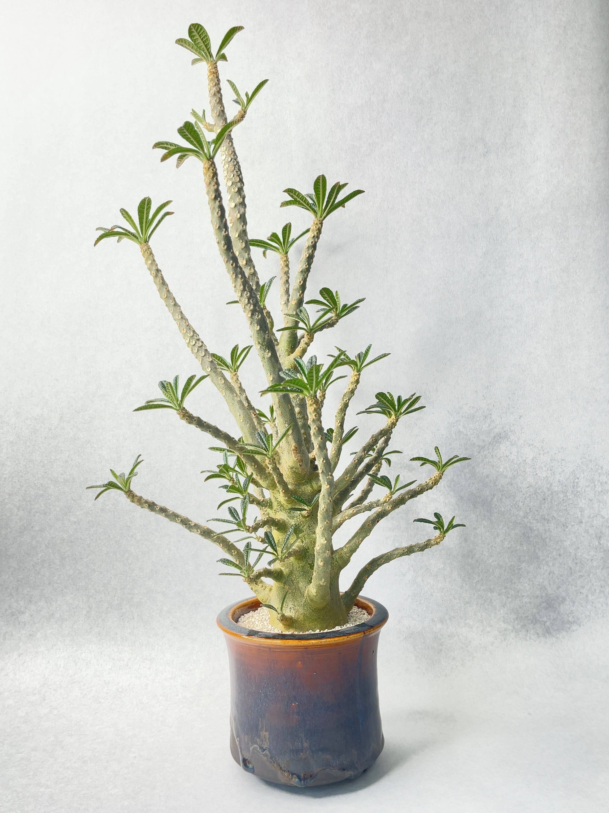 ドルステニア ギガス 2セット ドルステニア・ギガス | trigger