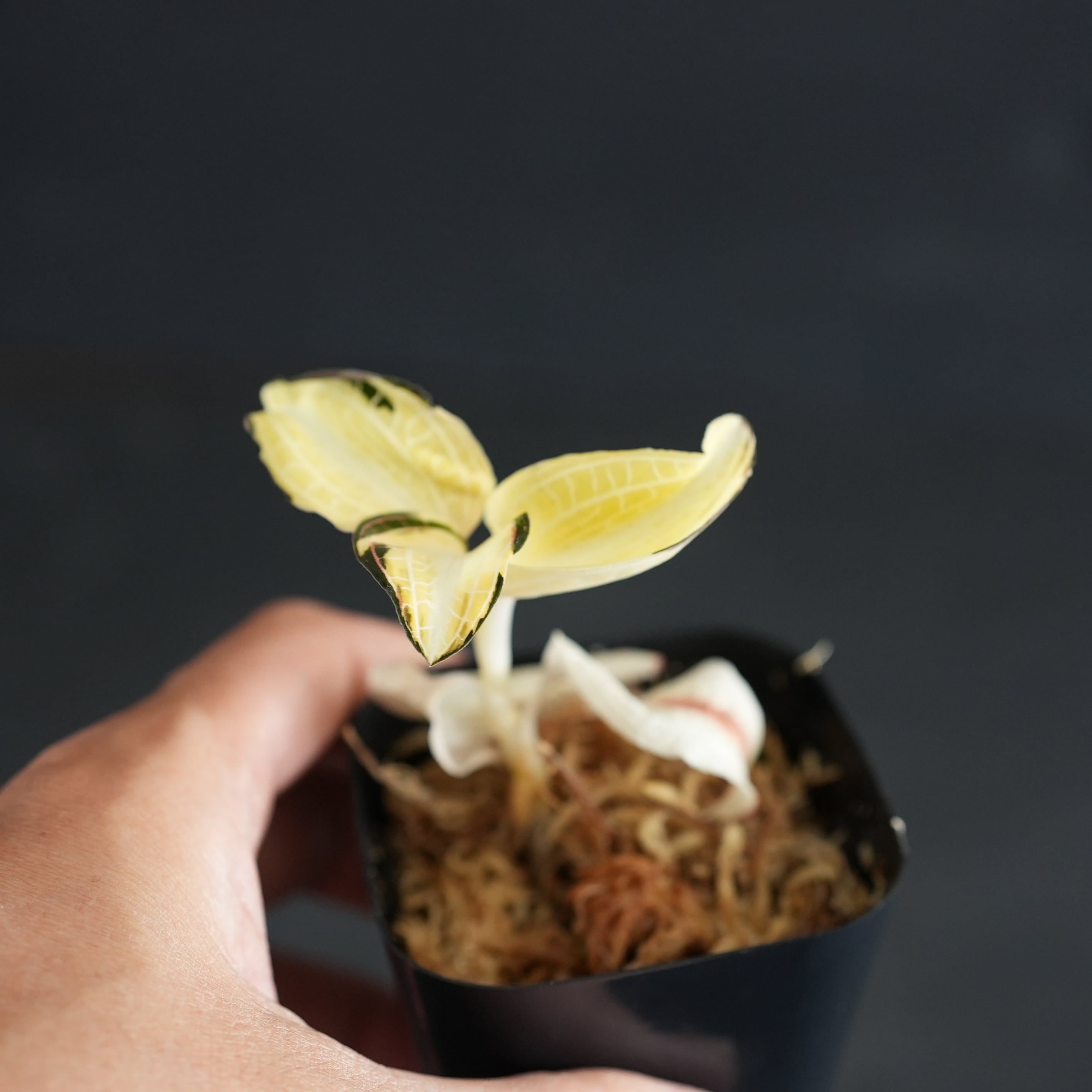 ◆現品◆Anoectochilus albolineatus 'Variegata'【ジュエルオーキッド宝石蘭/TheGAKI】#870