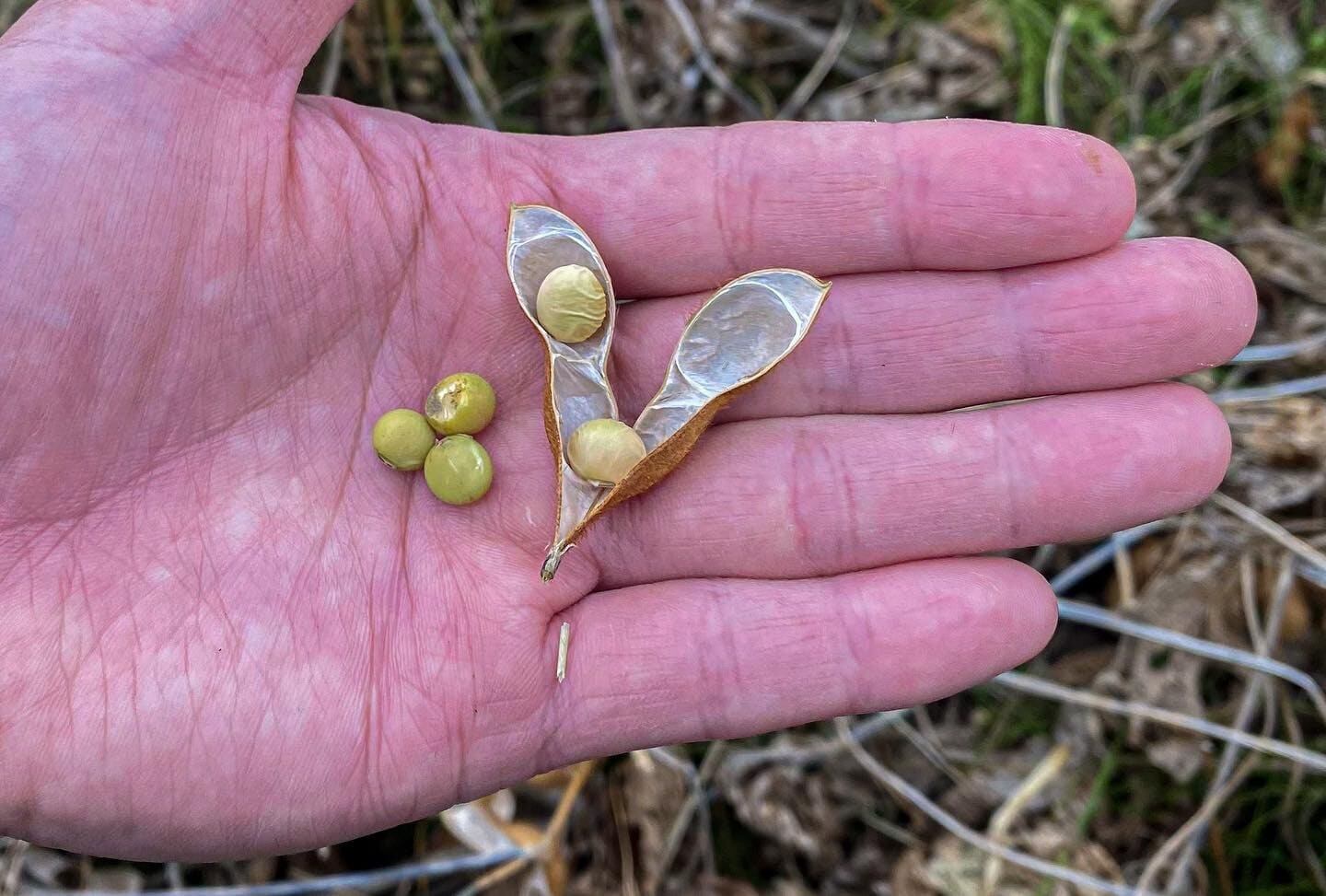 特選寄せ豆腐・寄せ豆腐セット