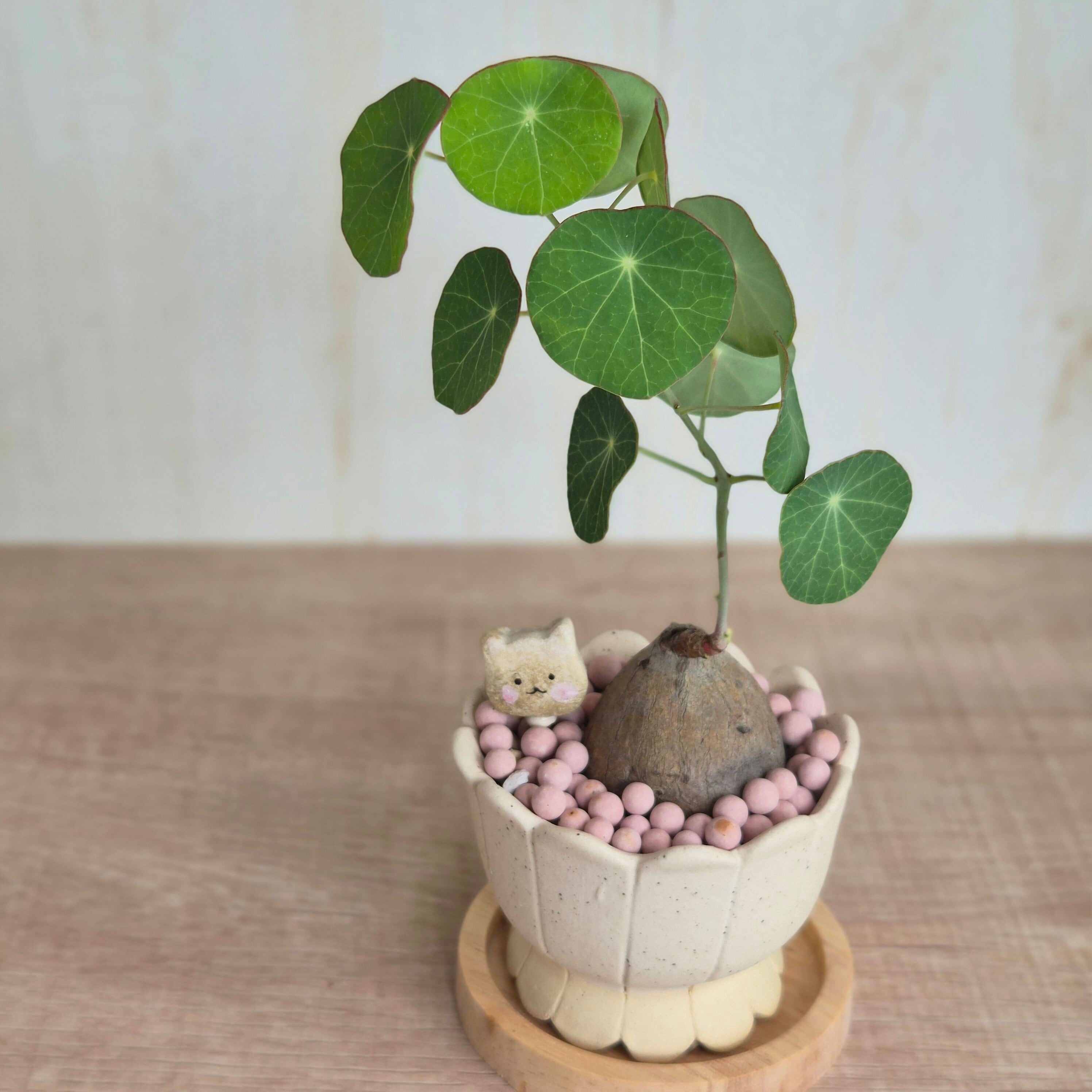 ♡抜き苗♡〚ステファニア エレクタ〛Stephania Erecta 直径3.6-4.5cm
